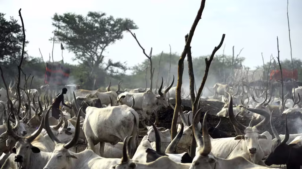 download-1024x576 11 Killed, 24 Injured in Deadly Cattle Raid in South Sudan’s Tonj North