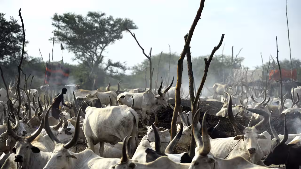 11 Killed, 24 Injured in Deadly Cattle Raid in South Sudan’s Tonj North